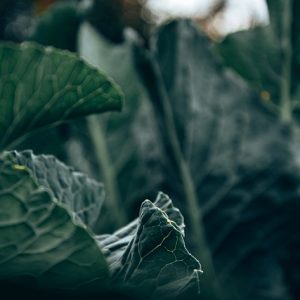 wild-cabbage-6694495_640